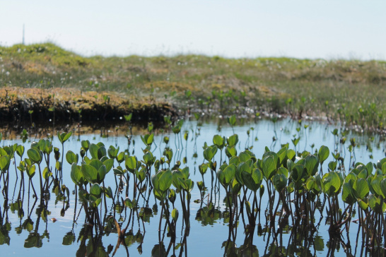 peat, plant, water, Norway