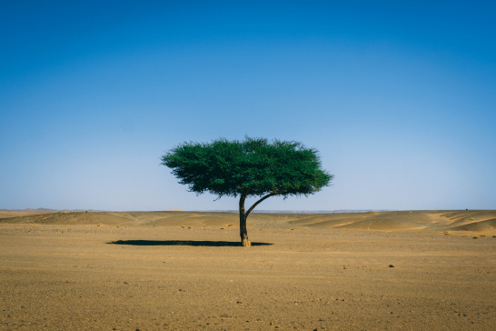 sahara, africa, tree, green, desert, africa's great green wall