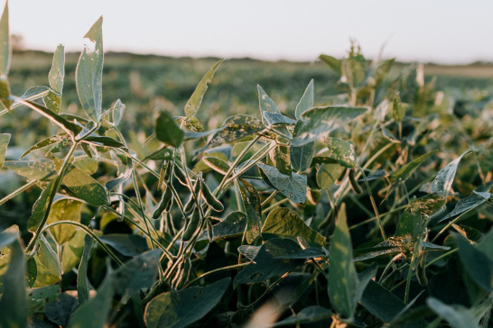 soy, soybean, crop, field, agriculture