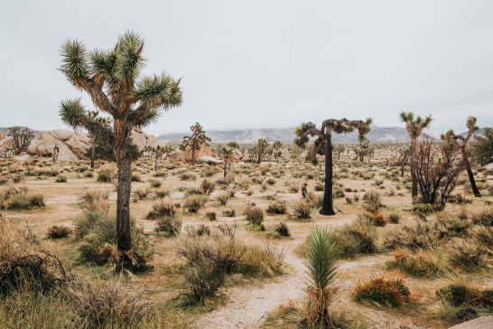 arid, desert, desertification, landscape